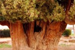 سرو ابرکوه